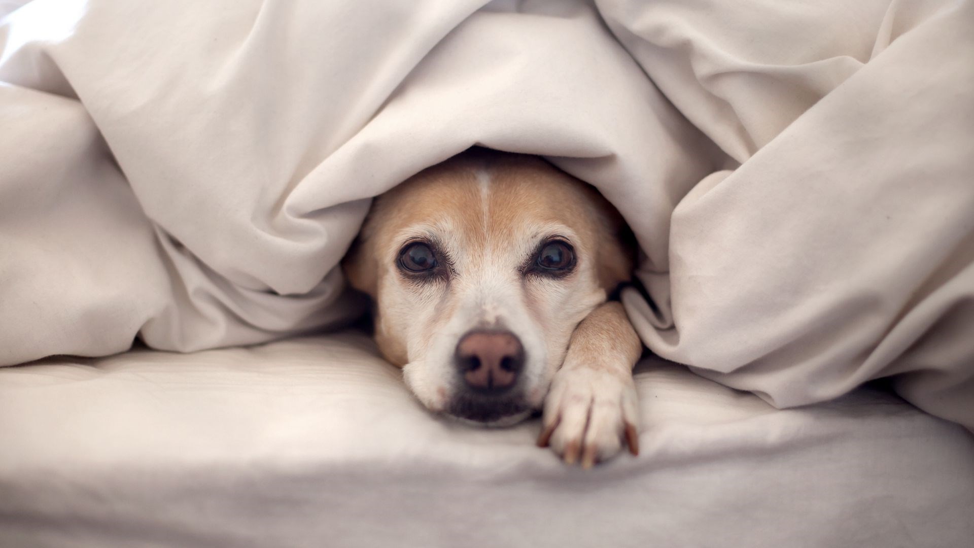 dog_bed_blanket_lie_look_look_out_53073_1920x1080